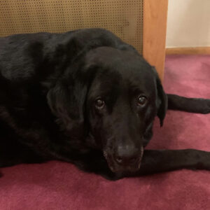 Pet Pain Management